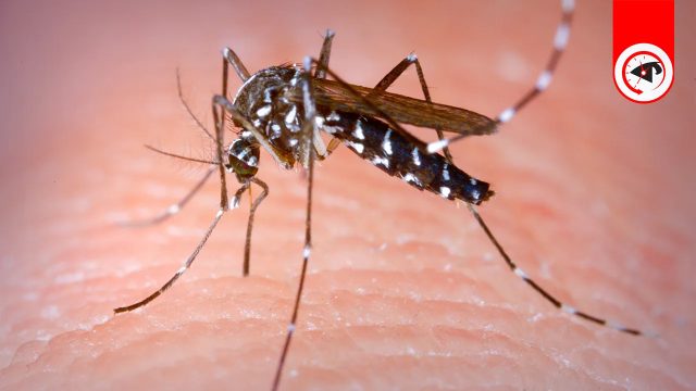 ডেঙ্গুতে আরও ৪ জনের মৃত্যু